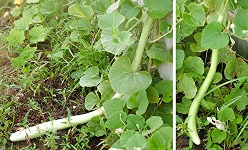 Seeds Calabash Long Gourd Lagenaria Serpantine Heirloom Vegetable for Planting Non GMO