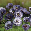 Park Seed Poppy Flower Plant Seeds, Easy to Grow, Perfect for Spring Garden, Amazing Grey, Pack of 100