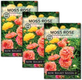 Sow Right Seeds - Moss Rose Seeds for Planting - Portulaca Grandiflora Mix - Double Flower Purslane - Non-GMO Heirloom Variety - Easy to Grow Outdoors - Colorful Annual for Garden & Containers (3)