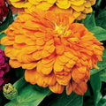 Park Seed Zinnia Seeds, Planting Flowers, Easy to Grow, Non-GMO, Perfect for Spring Garden, Park's Picks Coral, Pack of 50