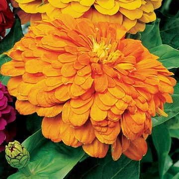 Park Seed Zinnia Seeds, Planting Flowers, Easy to Grow, Non-GMO, Perfect for Spring Garden, Park's Picks Coral, Pack of 50