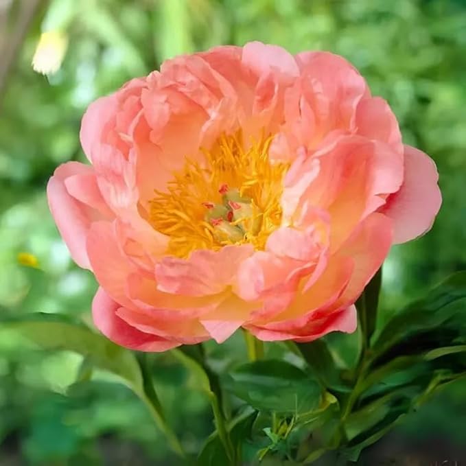 15+ Exotic Rare Peony Seeds Mixed Flowers Seed Garden Planting