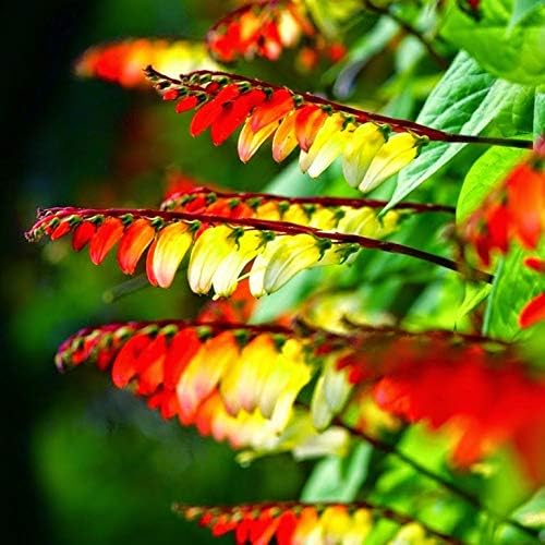 SeedsUP - 50+ Seeds Firecracker Vine Mina Lobata Quamoclit - Flower Multicolor