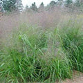 Outsidepride Sand Love Grass Seeds - 5,000 Pcs. Perennial, Easy to Grow, Drought-Tolerant, Tall Ornamental Grass, Thrives in Sandy Soil, Wind & Erosion Control for Landscaping, Year-Round Beauty