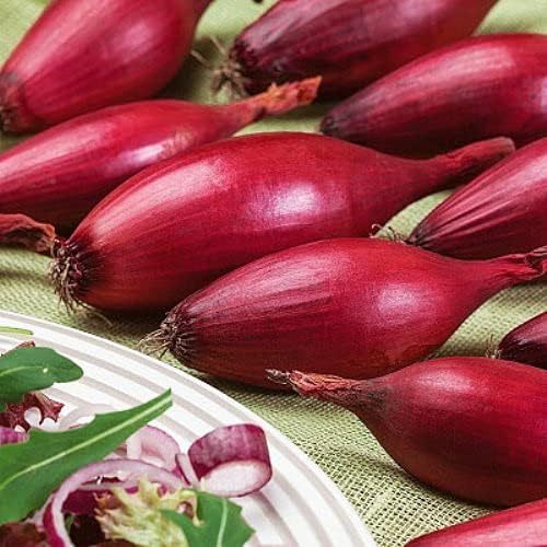 Seeds Red Shallot Onion Heirloom Vegetable for Planting Non GMO