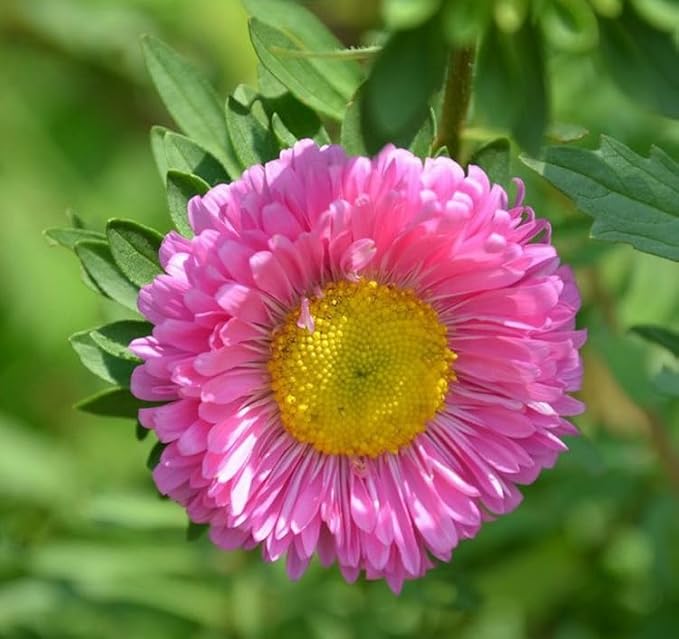 Aster Pompon Flowers Mix Seeds Dwarf Colorful Carpet Mix Low Grow Dwarf Double Compact Non-GMO 50pcs