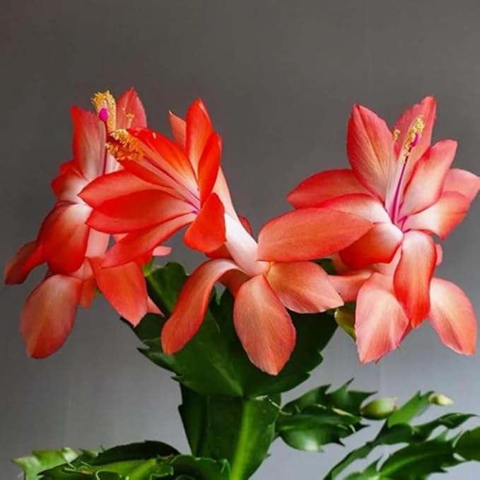 Orange Christmas Cactus Plants Live, Size 3-6" Christmas Cactus Plant, Colorful Holiday Houseplant Flowering Succulent Live Plants for Planting, Well Rooted, No Pot