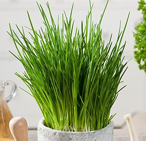 400+ Seeds Garlic Chives Onion - Vegetable Green