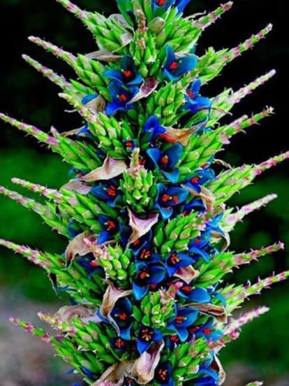 20 Sapphire Tower Seeds for Planting - Rare Flowering Cactus - PUYA Seeds