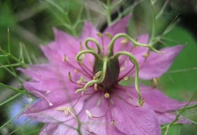 2000 Miss Jekyll Nigella Love in a Mist Flower Seeds Mix