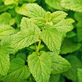Lemon Balm Herb Seeds - 100 Count Seed Pack - A Lemon-Scented Perennial herb That can be Grown Indoors or Outdoors - Country Creek LLC