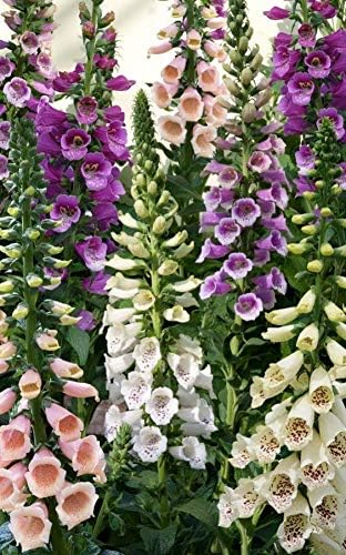 Seeds Flowers Purple Foxglove Digitalis Mix Perennial - 600 Seeds