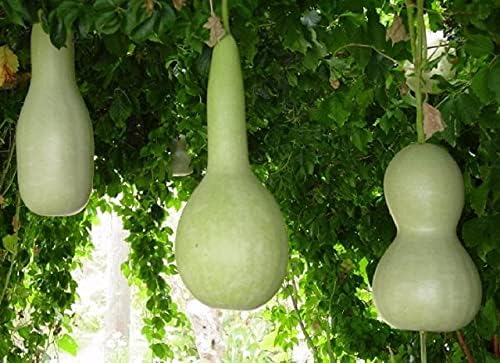 Seeds Calabash Bottle Gourd Mix Lagenaria Heirloom Vegetable for Planting Non GMO