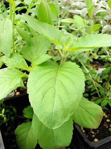 100 Indian Rama Holy Tulsi Sacred Herb Seeds Green Leaf Heirloom Non-GMO Tulasi, Grows Big, Super Fragrant Grown in USA Ocimum Sanctum