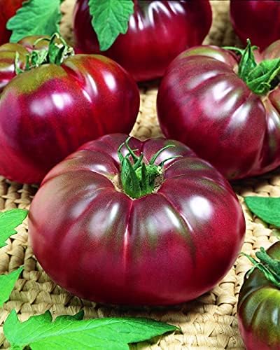 CEMEHA SEEDS - Seeds Black Prince Tomato Determinate Non GMO Vegetable for Planting