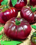 CEMEHA SEEDS - Seeds Black Prince Tomato Determinate Non GMO Vegetable for Planting