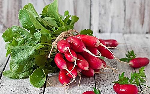 Seeds French Radish Fire N Ice - 18 Days - Heirloom Vegetable - GMO Free