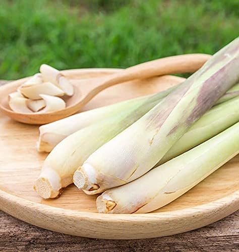 Seeds Lemongrass - Cymbopogon - Heirloom Herb - GMO Free