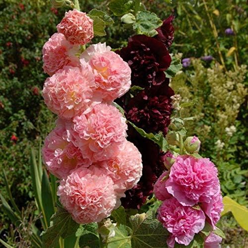 NIKA SEEDS - Seeds Flowers Hollyhock Double Mix Perennial - 50 Seeds