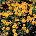 Park Seed Cosmo Flower Plant Seeds, Easy to Grow, Perfect for Spring Garden, Cosmic Yellow, Pack of 50