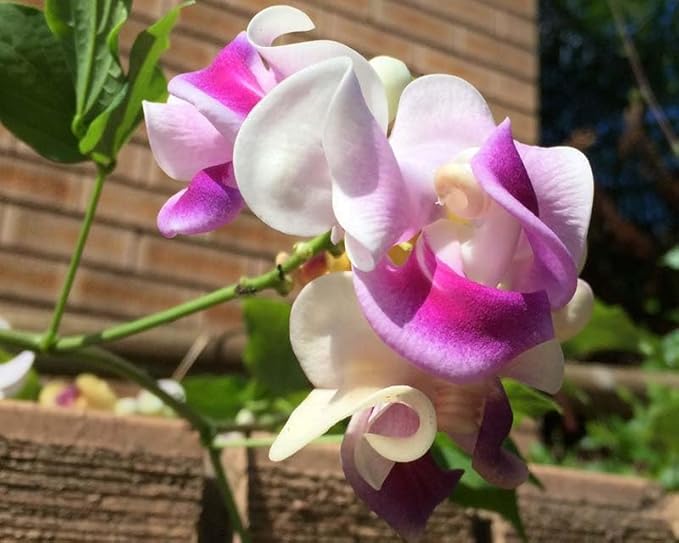 20PCS Corkscrew Vine Seeds – Non-GMO Heirloom Perennial, Fragrant Ornamental Climbing Snail Vine for Garden Trellis Fence