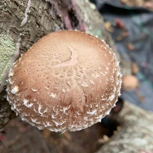 North Spore Organic Shiitake Outdoor Mushroom Log Growing Kit | Includes 100 ct. Bag of Plug Spawn | Complete Log Starter Kit with Instructions | Handmade in Maine, USA