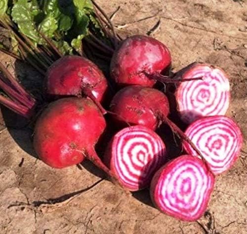 Seeds Vegetable Rare Beet Chioggia (Barbabietola di Chioggia, Bassano) Beetroot White-Pink Rings Heirloom - 100 Seeds