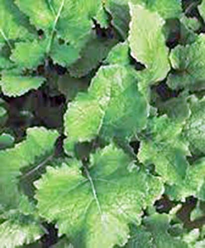 Turnip Seeds,Turnip, Seven Top, Heirloom, 100 Seeds, Non GMO,vegatable