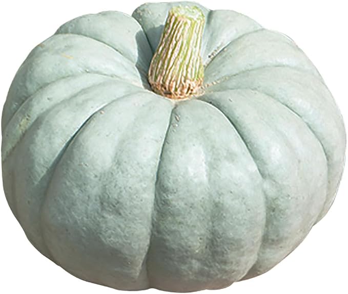 Jarrahdale Large Blue Pumpkin Seeds - 6-10 pounds - One of The Most Intereting and Decorative Pumpinks as Well as Delicious