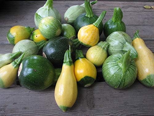 This is a Mix 50 Zucchini and Squash Mix Seeds 12 Varieties Non-GMO Delicious Grown in USA. Rare Super Profilic Cucurbita Pepo