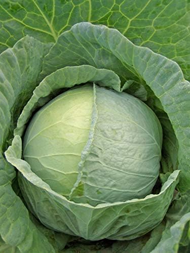 Seeds Vegetable Cabbage Green Late - 100 Seeds