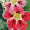 Park Seed Nasturtium Flower Plant Seeds, Easy to Grow, Perfect for Spring Garden, Chameleon, Pack of 25