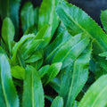 1000 Culantro Seeds for Planting Outdoors, Culantro Herb Seeds, Culantro Plant Seeds