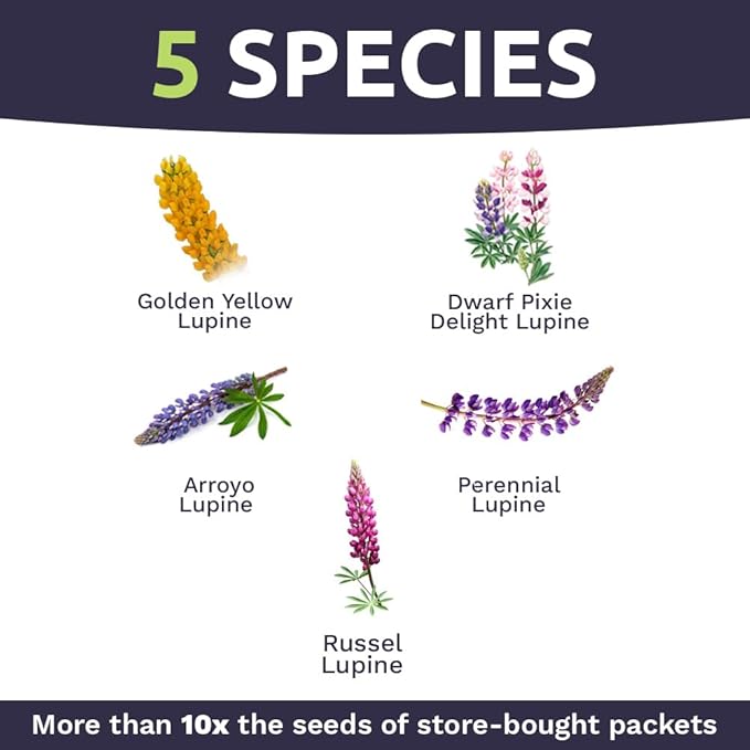 Bulk Lupine Mix Wildflower Seeds 1/4 Pound Bag - Over 4,500 Untreated Annual and Perennial Mixed Lupine Flower Seeds