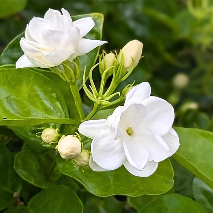 2 Maid of Orleans Jasmine Plants 4–8 Inch, Live Fragrant Jasmine Flowering Vine, Sweet Scented Blooms, Easy Care Indoor or Outdoor