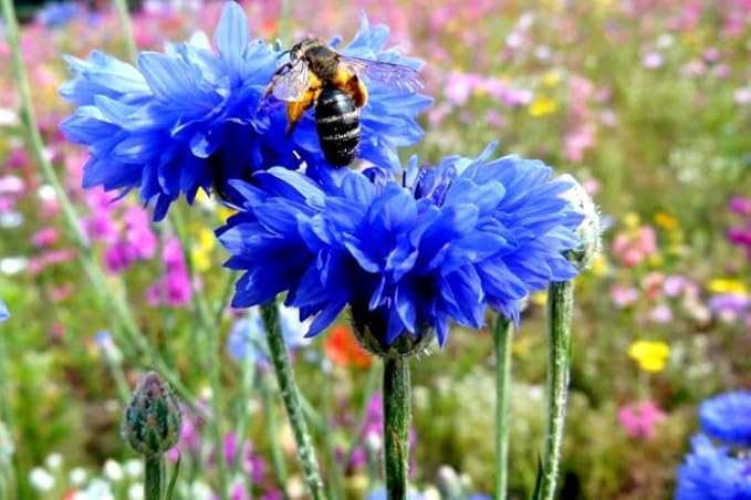 Blue Cornflower 300 Seeds for Planting Bachelor’s Buttons Boutonniere Flower Non-GMO