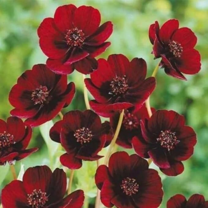 200+ Chocolate Cosmos Seeds Double Flowers Garden Planting