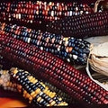 Corn Indian Ornamental Great Heirloom Vegetable by Seed Kingdom (1/4 Seeds)