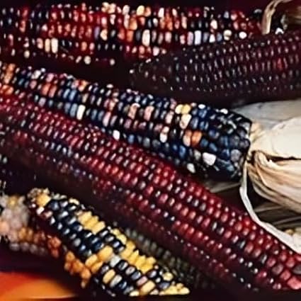 Corn Indian Ornamental Great Heirloom Vegetable by Seed Kingdom Bulk 300 Seeds
