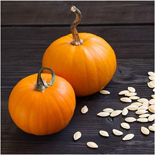 Seed Needs Pumpkin Seeds for Planting Small Sugar Pie Pumpkins - Non-GMO Heirloom & Untreated Vegetable Seeds to Plant a Home Grown Vegetable Garden/Pumpkin Patch (1 Pack)