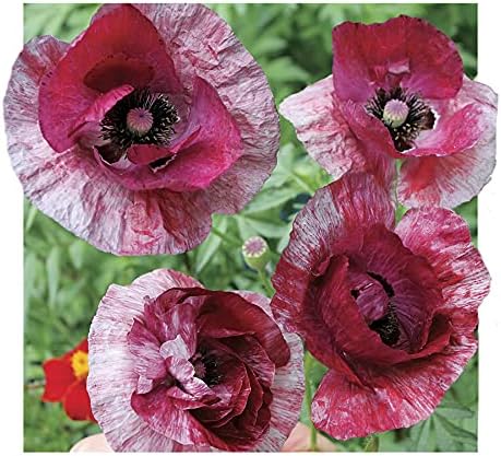 Park Seed Poppy Flower Plant Seeds, Easy to Grow, Perfect for Spring Garden, Poppy Raspberry Ripple, Pack of 500