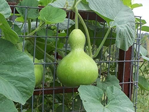 CEMEHA SEEDS - Seeds Calabash Bottle Gourd Long Lagenaria Giant Non GMO Vegetable for Planting