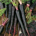 Park Seed Carrot Plant Seeds, Variety of Pack Sizes and Colors, Spring Garden, Black Nebula, Pack of 200