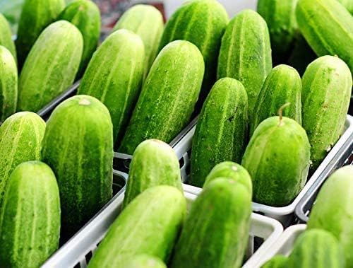 100 Cucumber Mix Seeds 12 Varieties Non-GMO Delicious and Crispy, Rare and Super Prolific, Cucumis sativus, Grown in USA