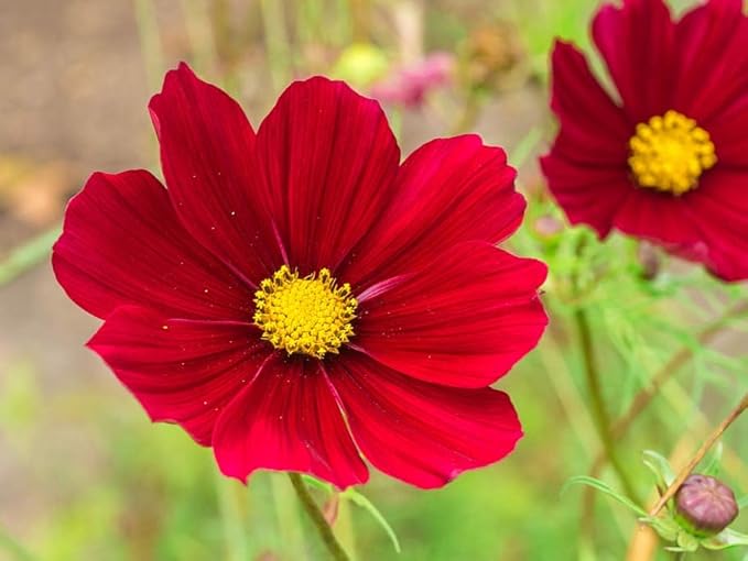 Dwarf Red Cosmos Flower Seeds for Planting, 100+ Heirloom Seeds Per Packet, (Isla's Garden Seeds), Non GMO Seeds, Scientific Name: Cosmos Bipinnatus, Great Home Flower Garden Gift