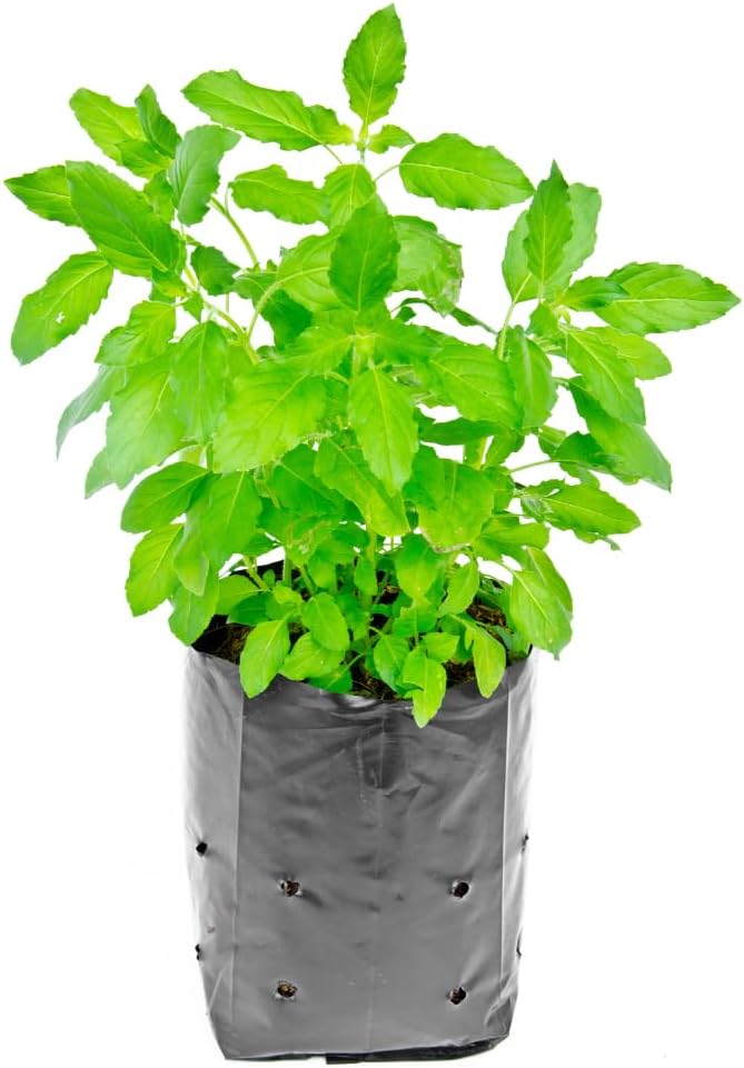 Basil Plants Live, 3 Holy Tulsi Basil Plant, Herb Plant, 3 to 5 Inc in Height, Gardening Indoor Outdoor