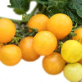 Dot's Little Yellow Tomato Seeds (Solanum lycopersicum) 150 Seeds (0.5 Grams)