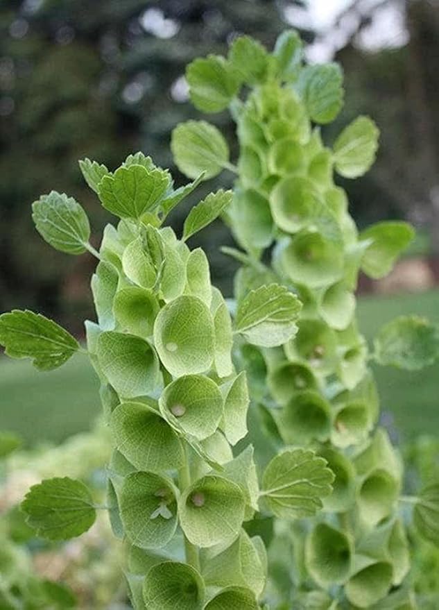 Bells of Ireland Seeds – Moluccella Laevis | Annual | Unique Green Blooms for Fresh Cut Arrangements & Garden Borders