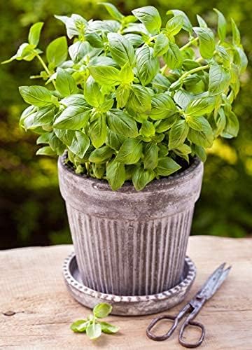 Seeds Herb Green Indoor Lemon Basil - 500 Seeds