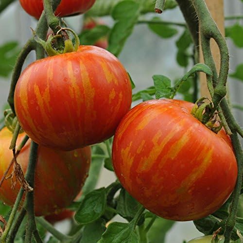 NIKA SEEDS - Seeds Vegetable Beefsteak Giant Tomato Tigerella - 50 Seeds